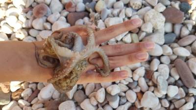  Hobotnice za jelo - naučnici zabrinuti 