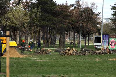  seca drveca u beogradu 