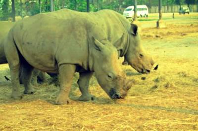  Vijetnam - krijumčarenje rogova nosoroga 
