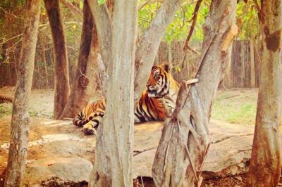  Tigar ubio radnicu zoo vrta u Čileu 