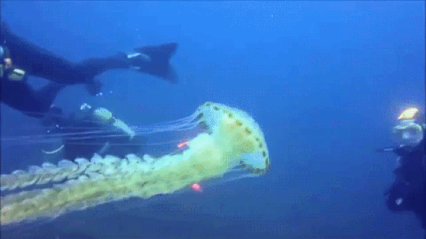  Meduza opasna u Jadranskom moru 