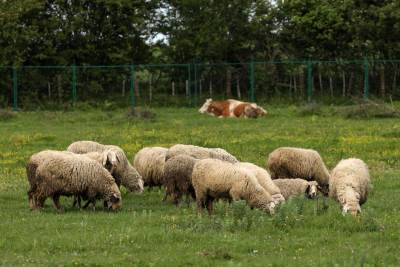  Čopor pasa raskomadao stado ovaca u Novom Pazaru 