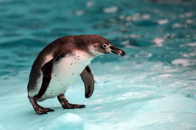  Pingvini broj pingvina na Antarktiku opao 