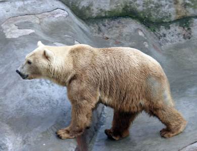  Rusija - Polarni medvedi opsedaju selo 