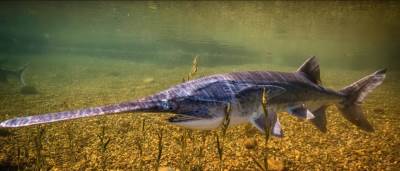  Izumrela vrsta ribe Veslonosa Kina Jangekjank ekologija 