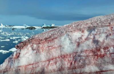  Antarktik krvavi sneg i led - alge 