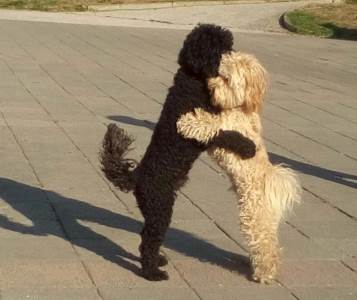  ŠOKANTNO OTKRIĆE ko je počinio jezivo zlostavljanje psa u Novom Sadu 
