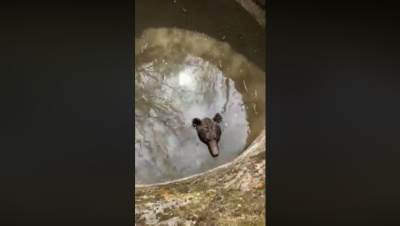 Medved upao u bunar - Bosna - spasavanje 