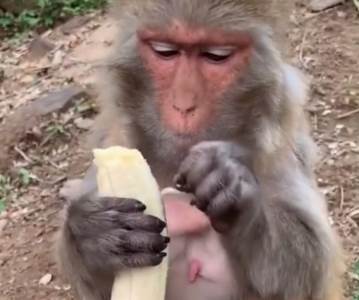 Majmun ljušti bananu TikTok 