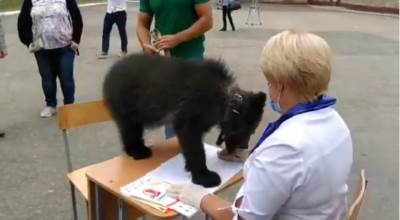  Rusija medvedi - doveli mladunče na glasačko mesto 