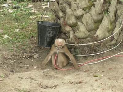  tajland majmuni robovi branje kokosa bojkot britanija video 