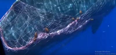  Italija kit spasavanje upetljan u mreže video 