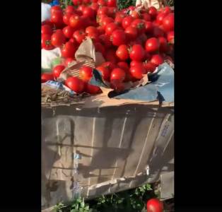  Srbija paradajz u đubretu poljoprivreda otkupna cena 