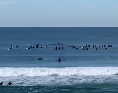 Australija surferi kit mladunče igranje u plićaku video 