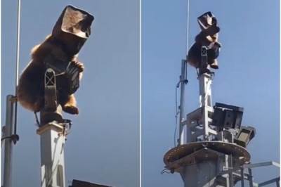  Medved na tornu sa kutijom na glavi 