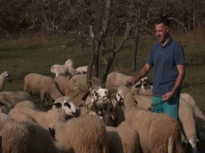 aleksandar veterinar sopotnica ovce iz beograda dosao u selo 