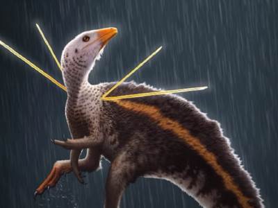  dinosaurus fosil evolucija otkrice video 