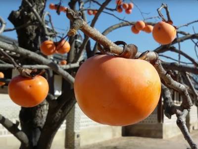  Kako se sadi i gaji kaki jabuka u Srbiji 