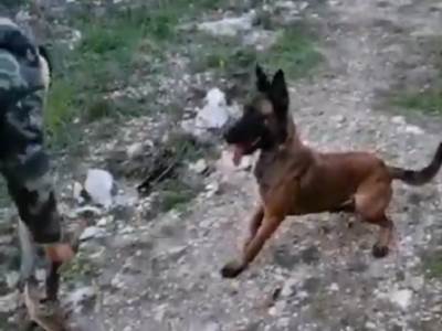  Detalji napada psa na devojčicu u Sremčici 