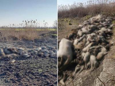  ekoloska katastrofa deponija uginulih svinja farma vizelj otpad 